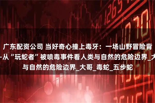 广东配资公司 当好奇心撞上毒牙：一场山野冒险背后的生死警示 ——从“玩蛇者”被喷毒事件看人类与自然的危险边界_大哥_毒蛇_五步蛇
